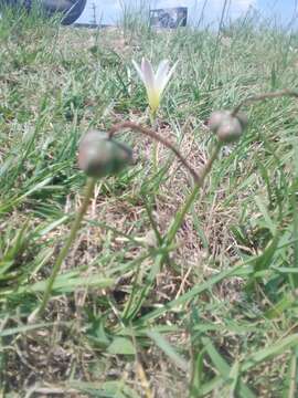 Imagem de Zephyranthes mesochloa Herb. ex Lindl.