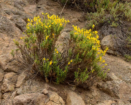 Image of Calceolaria hypericina Poepp. ex Benth.