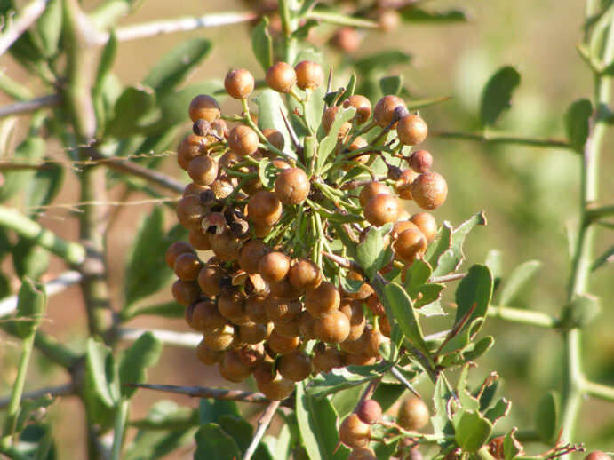 Image of Common Spike Thorn