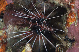 Image of Radial firefish