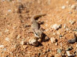 Image de Pachydactylus punctatus Peters 1854