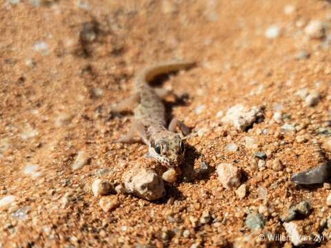 Image of Pachydactylus punctatus Peters 1854