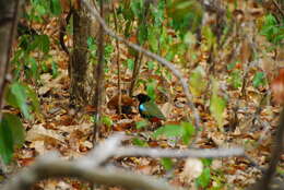 Image of Rainbow Pitta