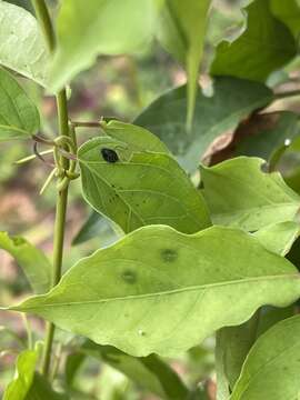 Image of Hedwigiella