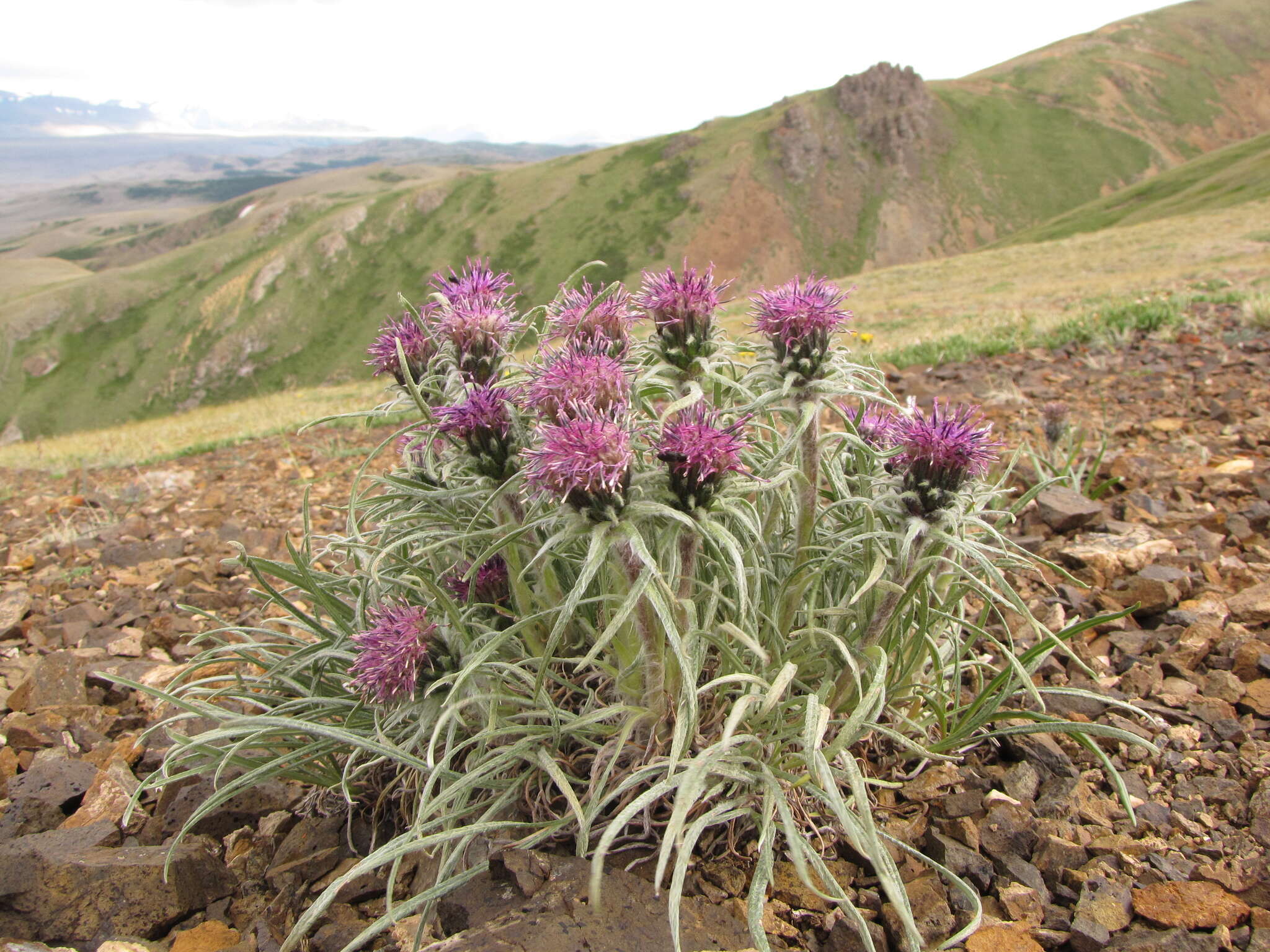 Imagem de Saussurea leucophylla Schrenk