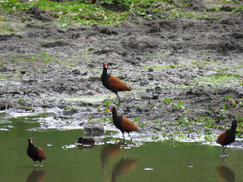 Image of Wattled Jacana