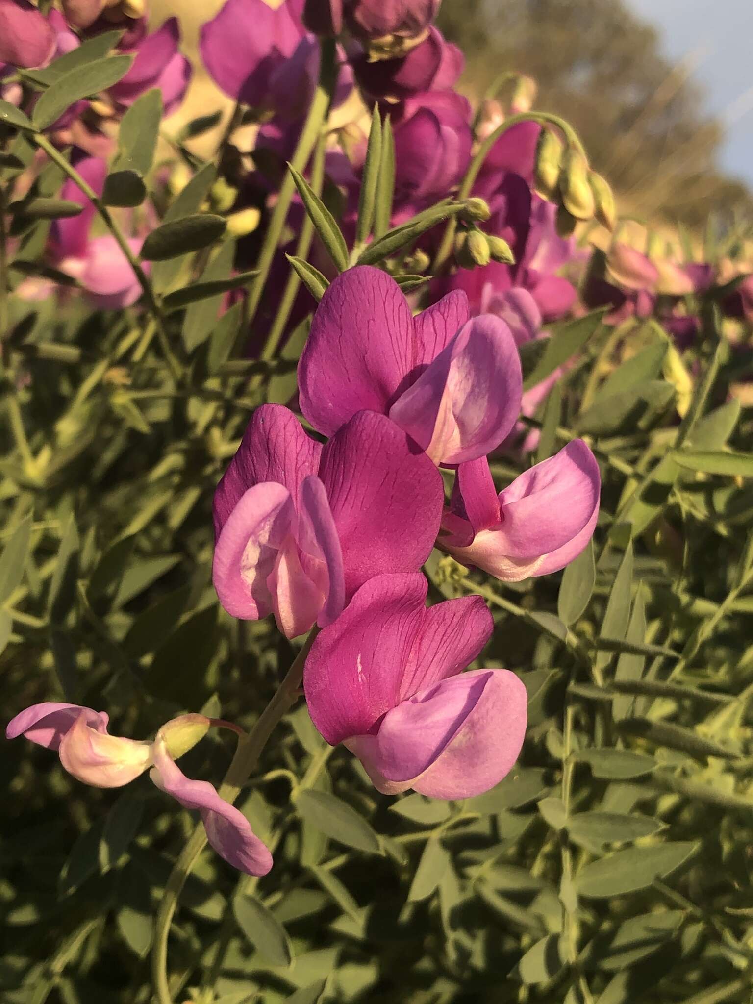 Imagem de Lathyrus zionis C. L. Hitchc.