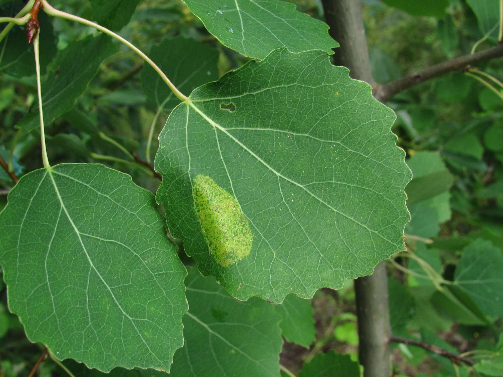 Image of Aspen Leaf Blotch Miner Moth