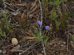 Image of Aristea africana (L.) Hoffmanns.