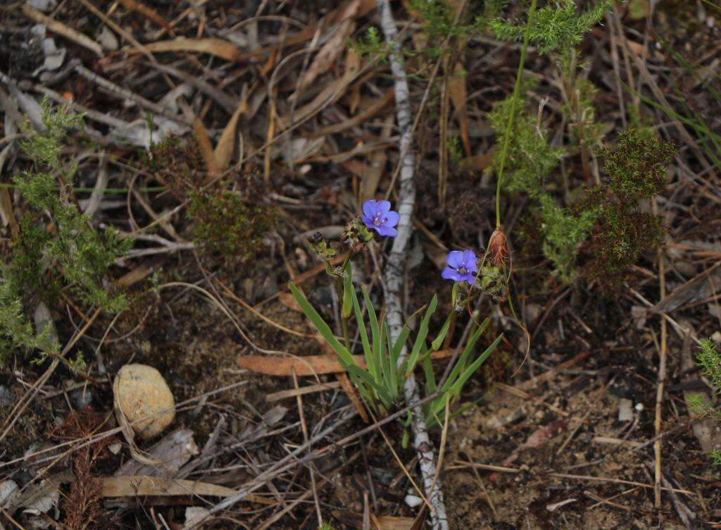 Image of Aristea africana (L.) Hoffmanns.