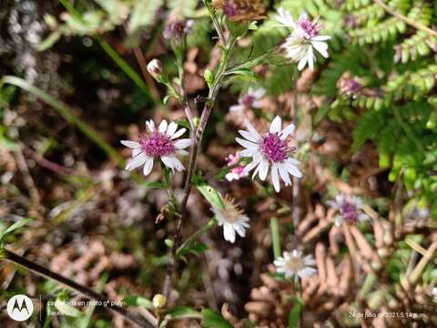 Image de Symphyotrichum schaffneri (S. D. Sundb. & A. G. Jones) G. L. Nesom