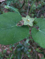 Image de Dictyanthus reticulatus Benth. & Hook. fil. ex Hemsl.