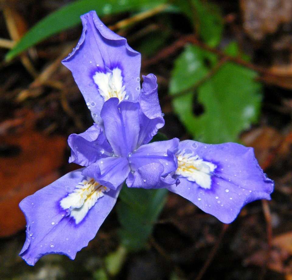 Image of crested iris