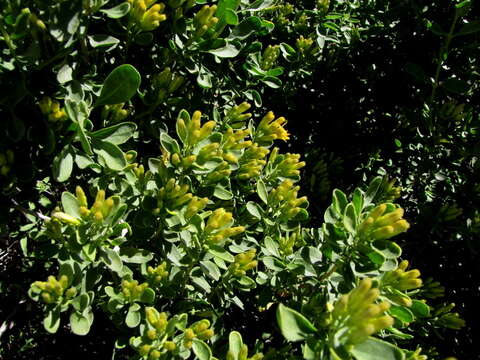 Image de Pteronia divaricata (Berg.) Less.