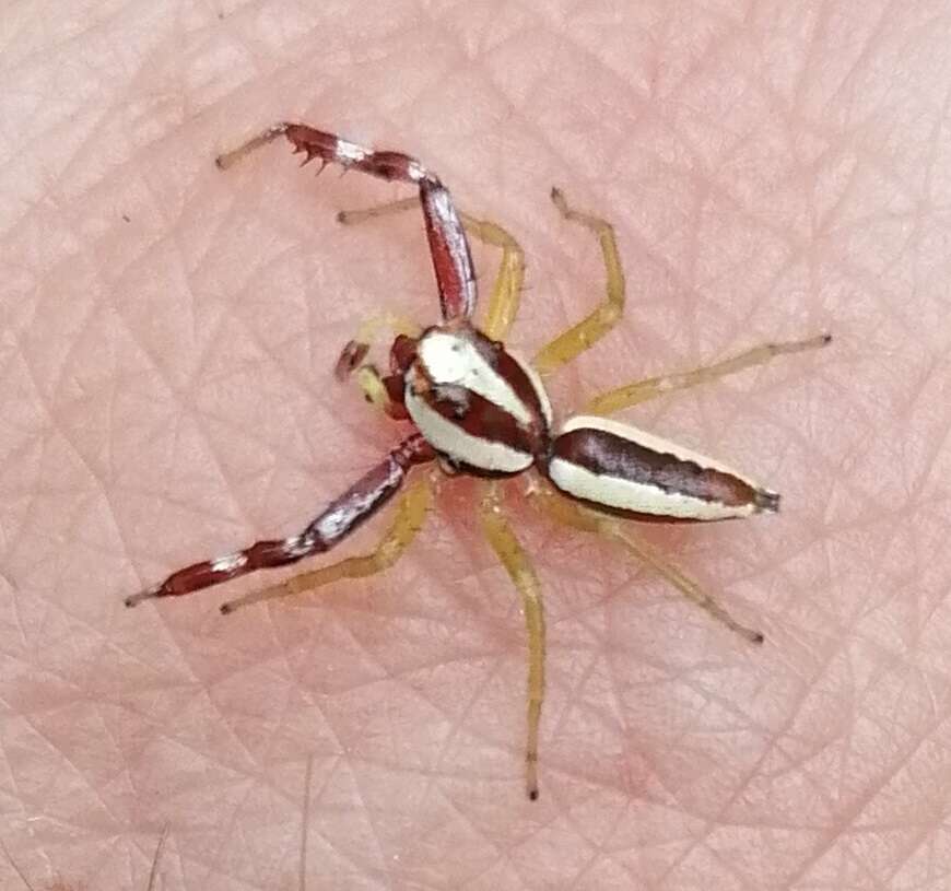 Image of Jumping spider