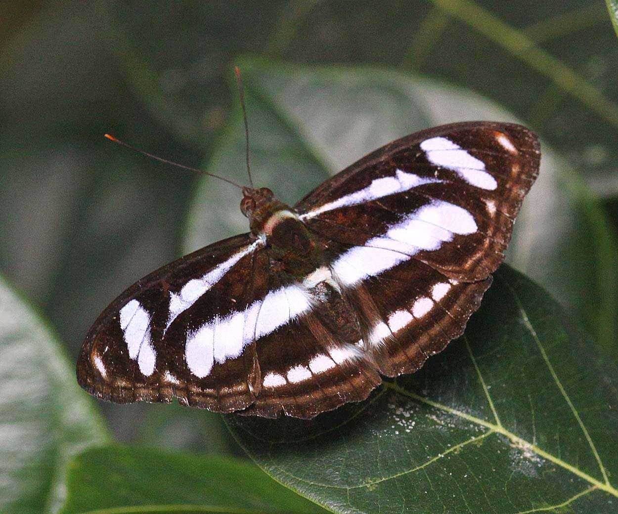 Image of Athyma nefte subrata