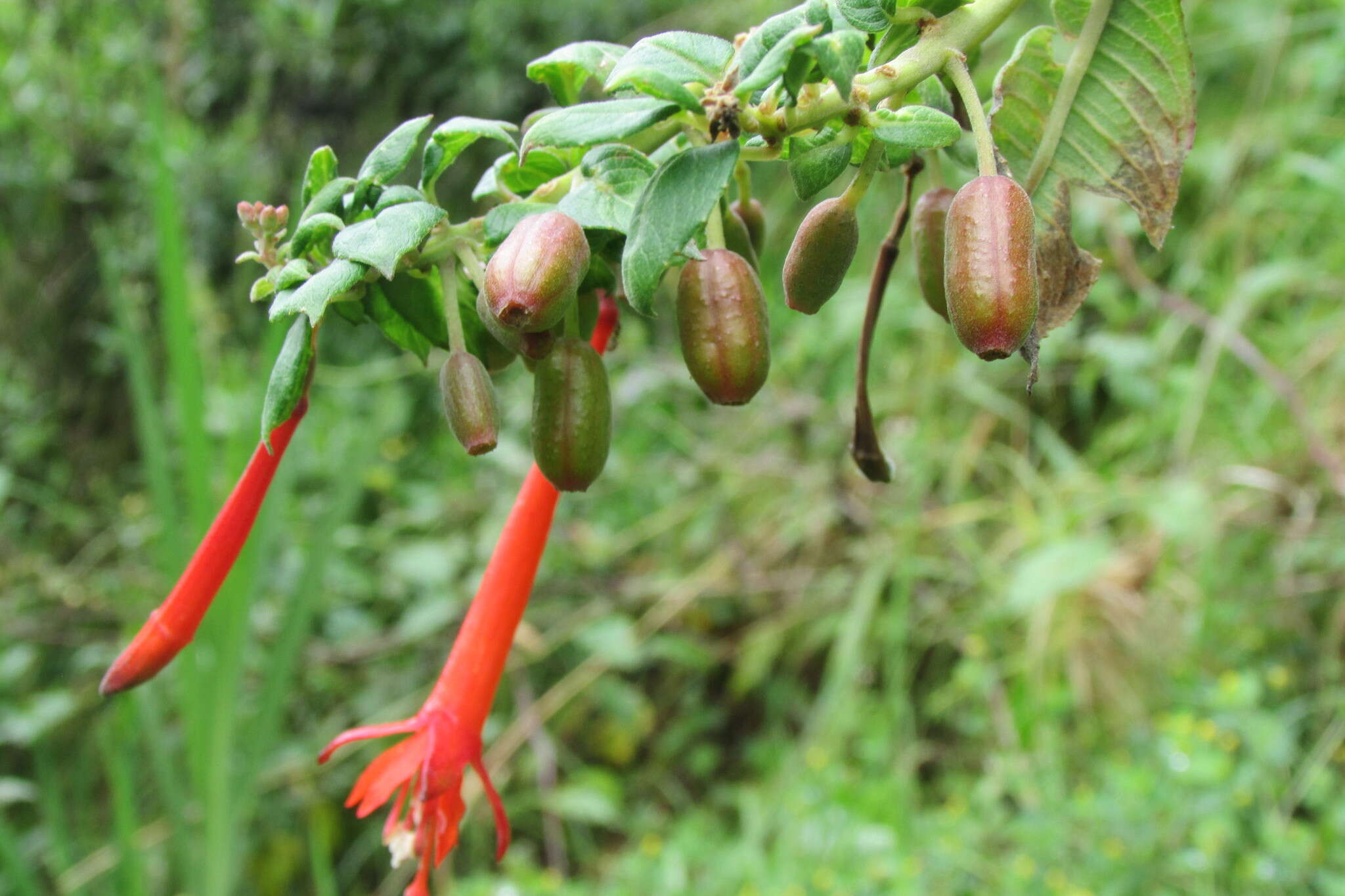 Image of Fuchsia dependens Hook.