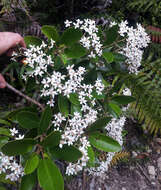 Imagem de Olearia townsonii Cheeseman