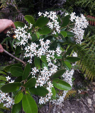 Olearia townsonii Cheeseman resmi