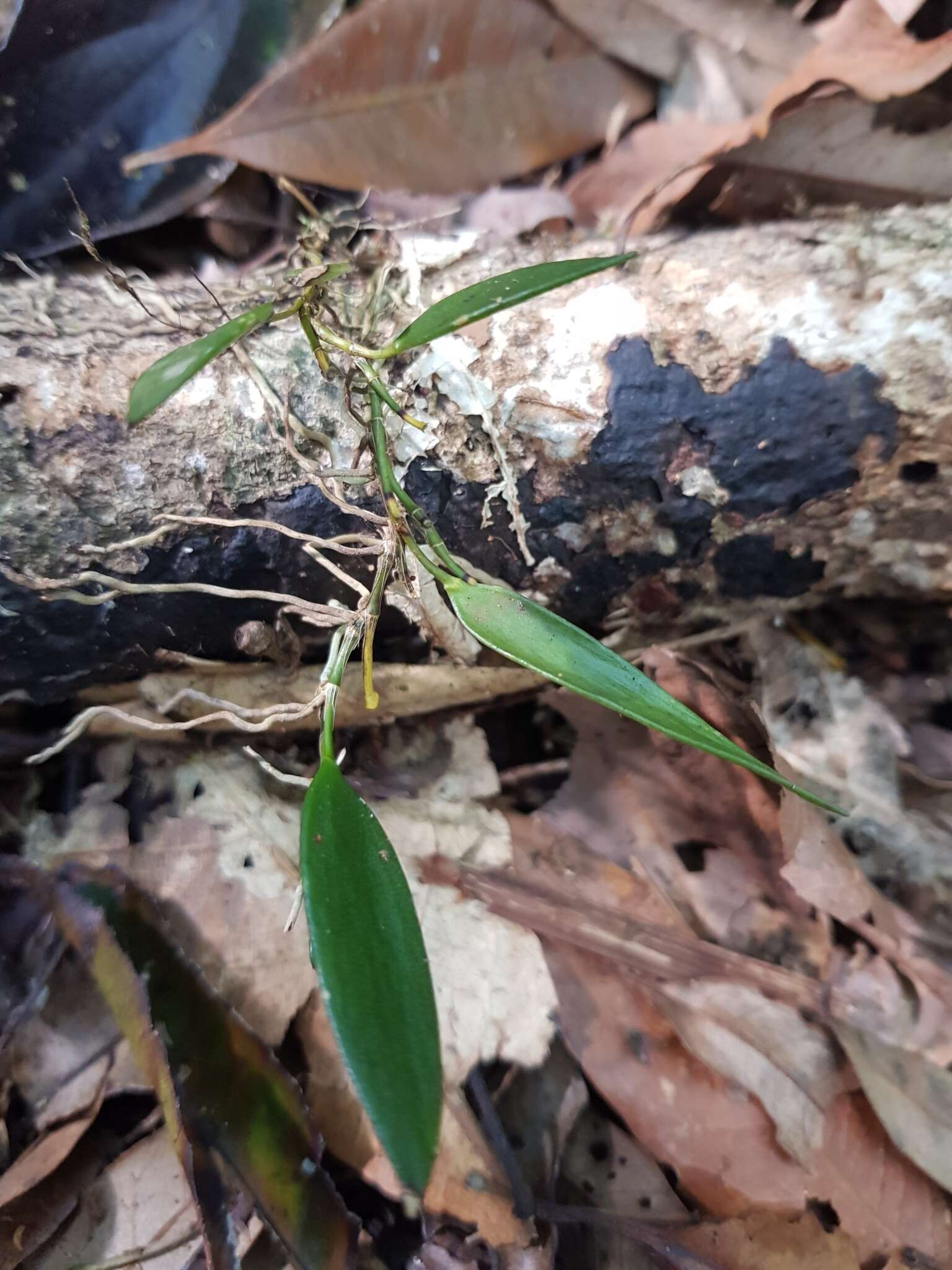 Imagem de Dendrobium pugioniforme A. Cunn. ex Lindl.