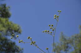 Image of Eryngium thorifolium Boiss.