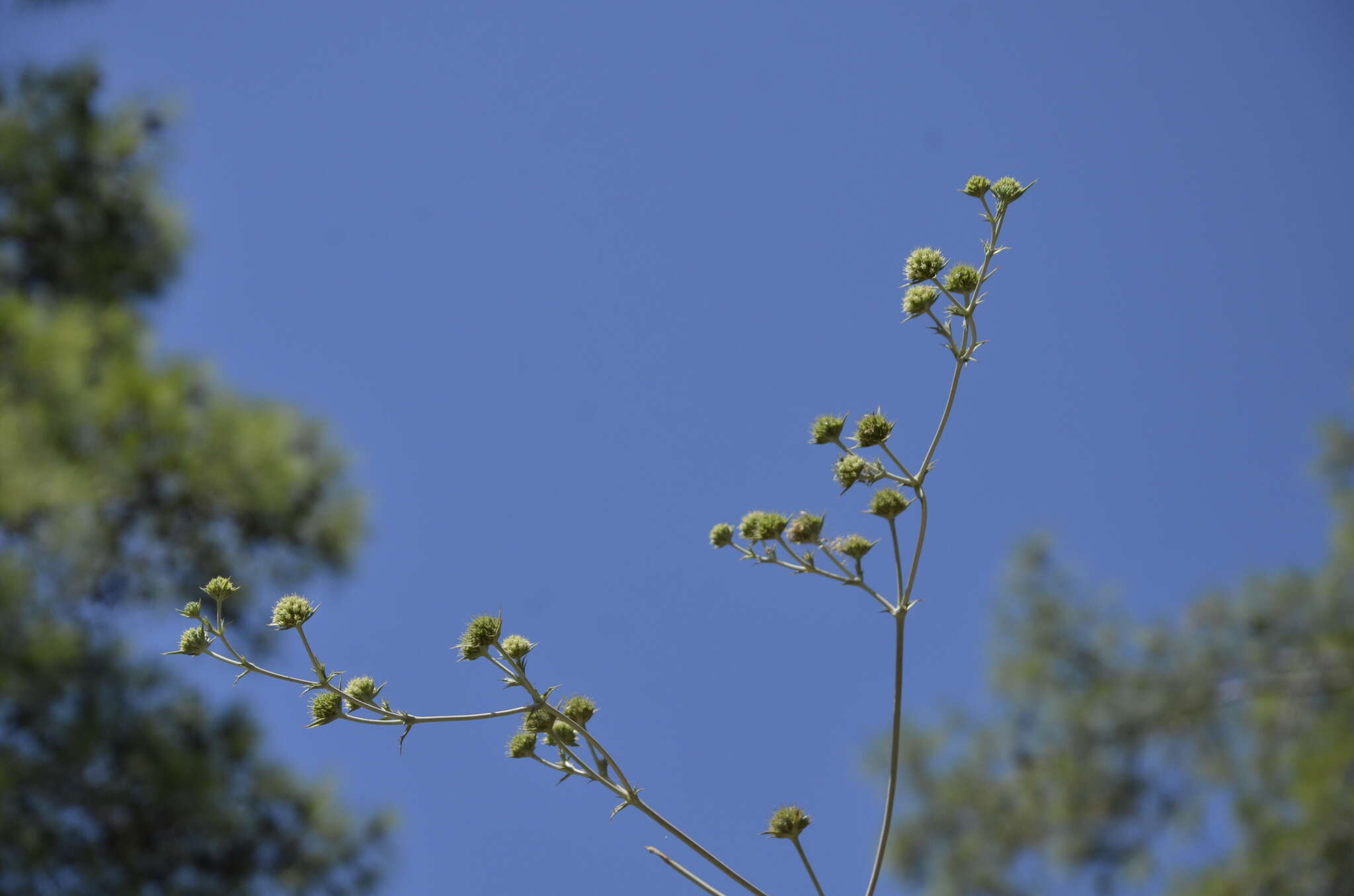 Image of Eryngium thorifolium Boiss.