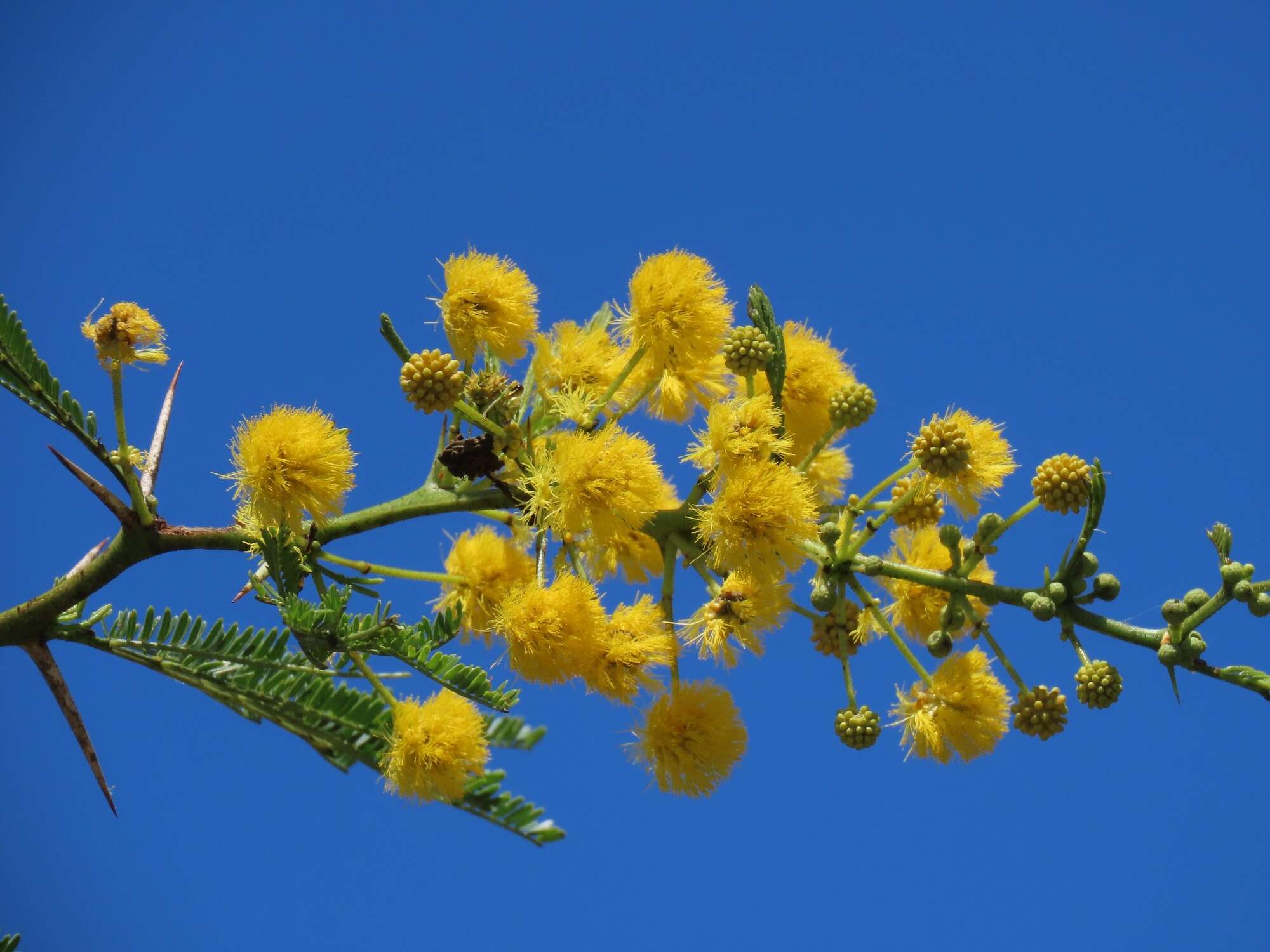 Sivun Vachellia kosiensis (P. P. Sw. ex Coates Palgr.) Kyal. & Boatwr. kuva