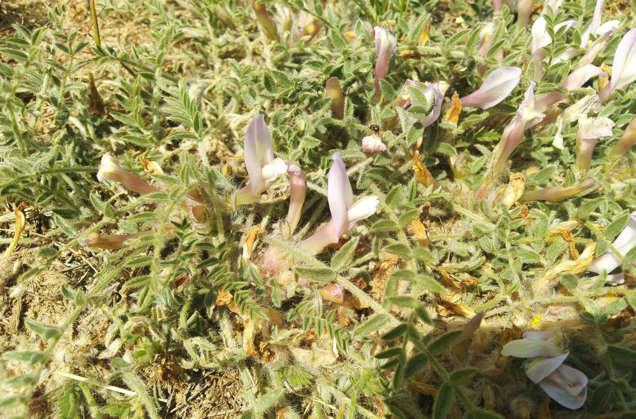 Image of Astragalus dolichophyllus Pall.