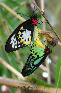 Sivun Ornithoptera priamus (Linnaeus 1758) kuva