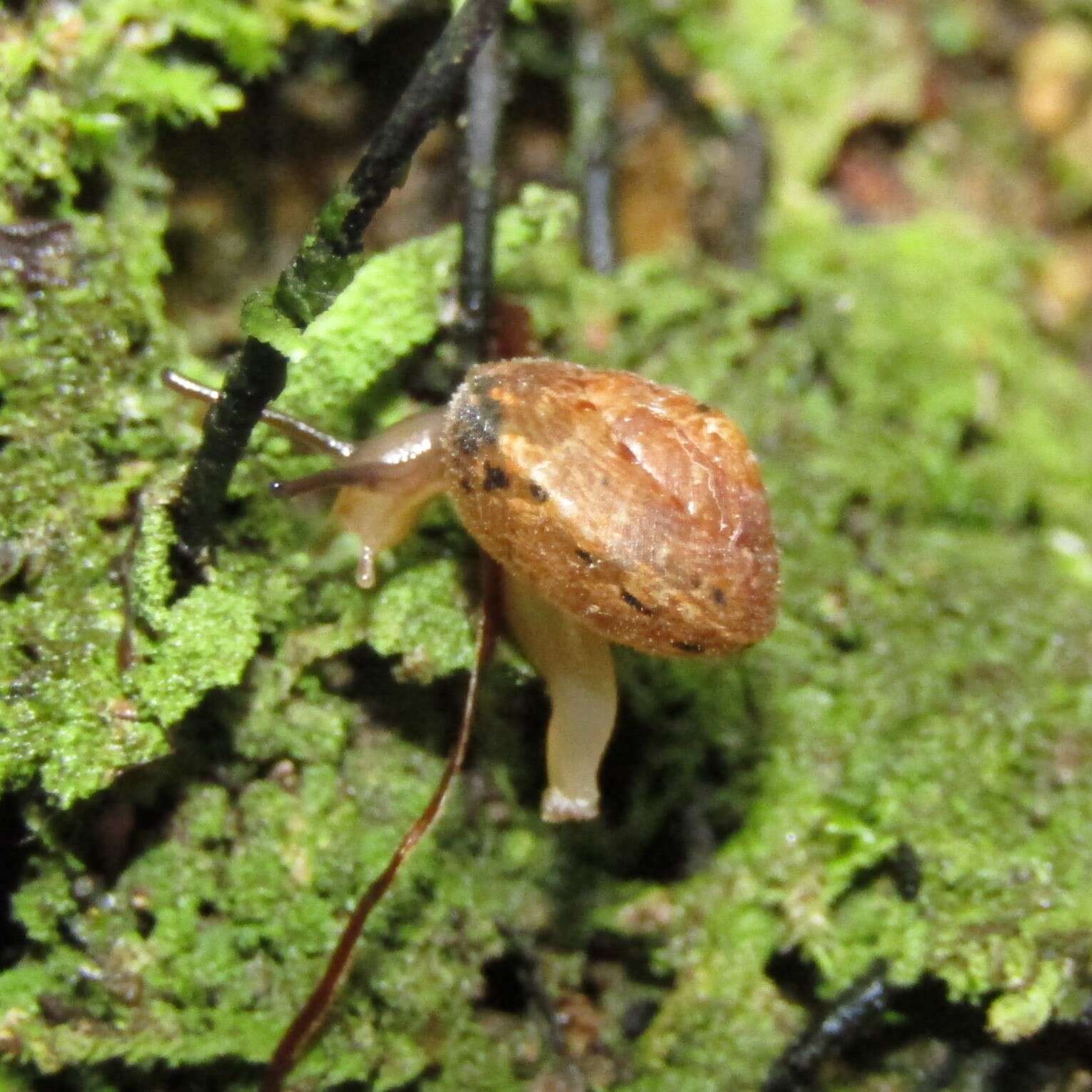 Image de Thalassohelix zelandiae (Gray 1843)