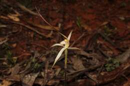 Caladenia microchila Hopper & A. P. Br. resmi