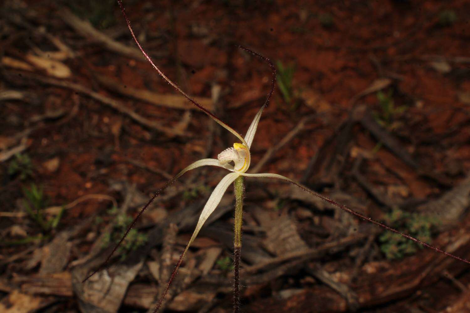 Caladenia microchila Hopper & A. P. Br. resmi