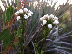 Image of Ixodia achillaeoides subsp. alata