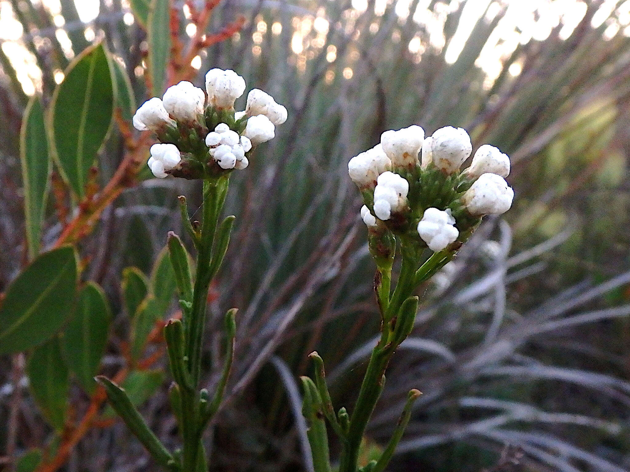 Слика од Ixodia achillaeoides subsp. alata