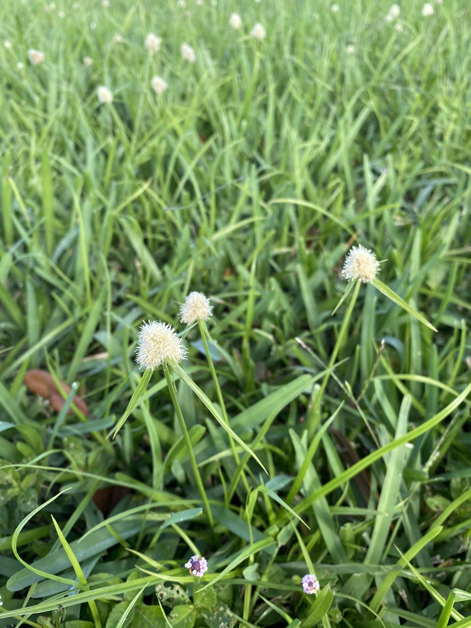 Image de Cyperus richardii Steud.