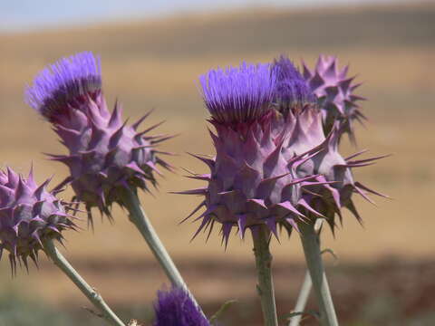 Image of Cynara auranitica Post