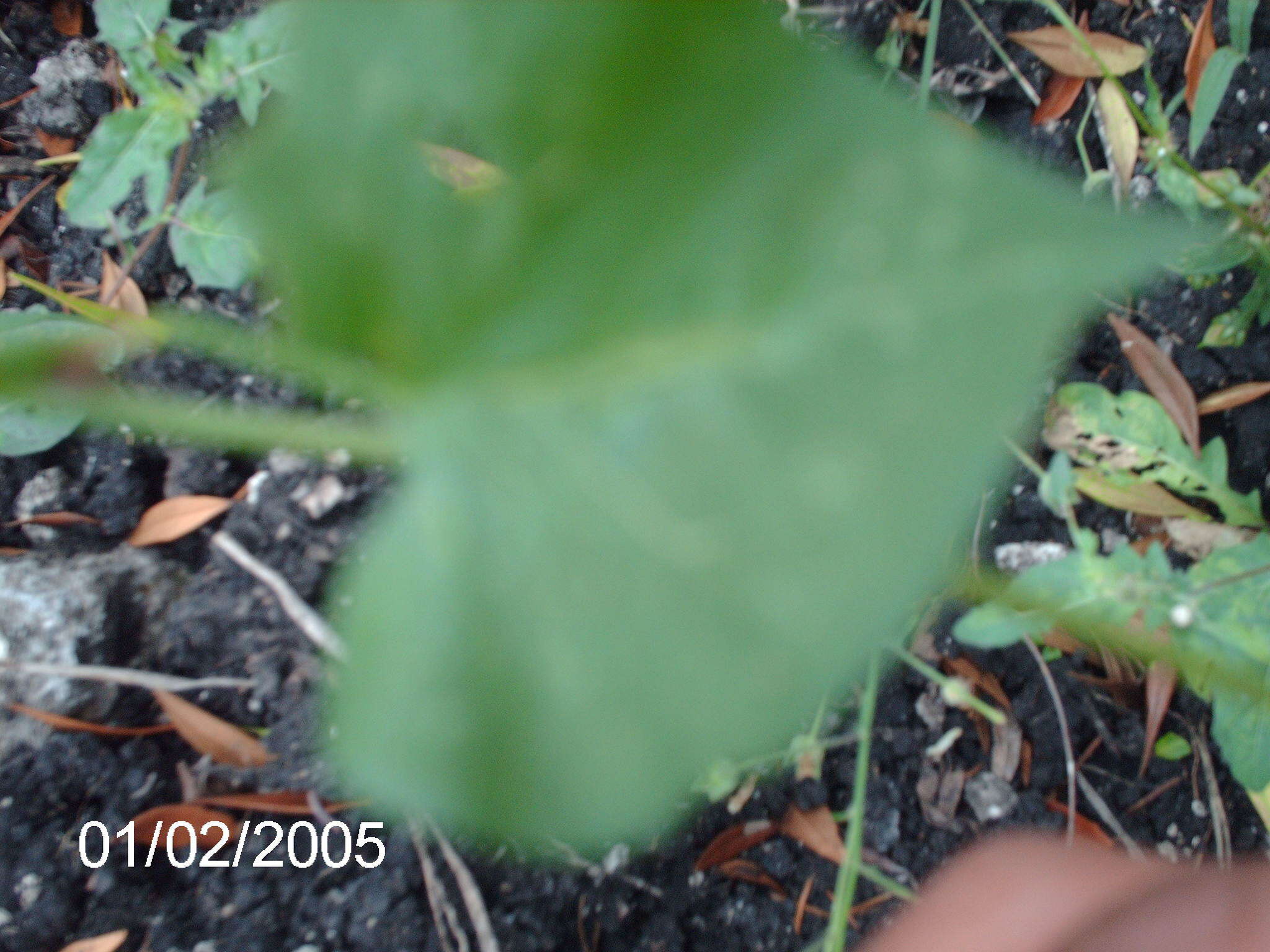 Plancia ëd Ipomoea cardiophylla A. Gray