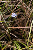 Imagem de Aristea abyssinica Pax