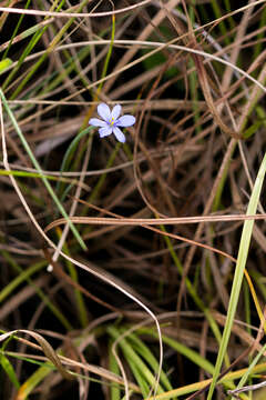 Image of Aristea abyssinica Pax