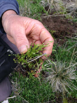 Image of bristly mousetail