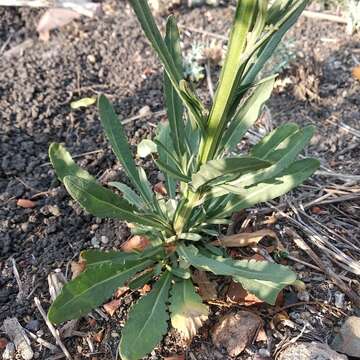 Image of Helenium mexicanum Kunth