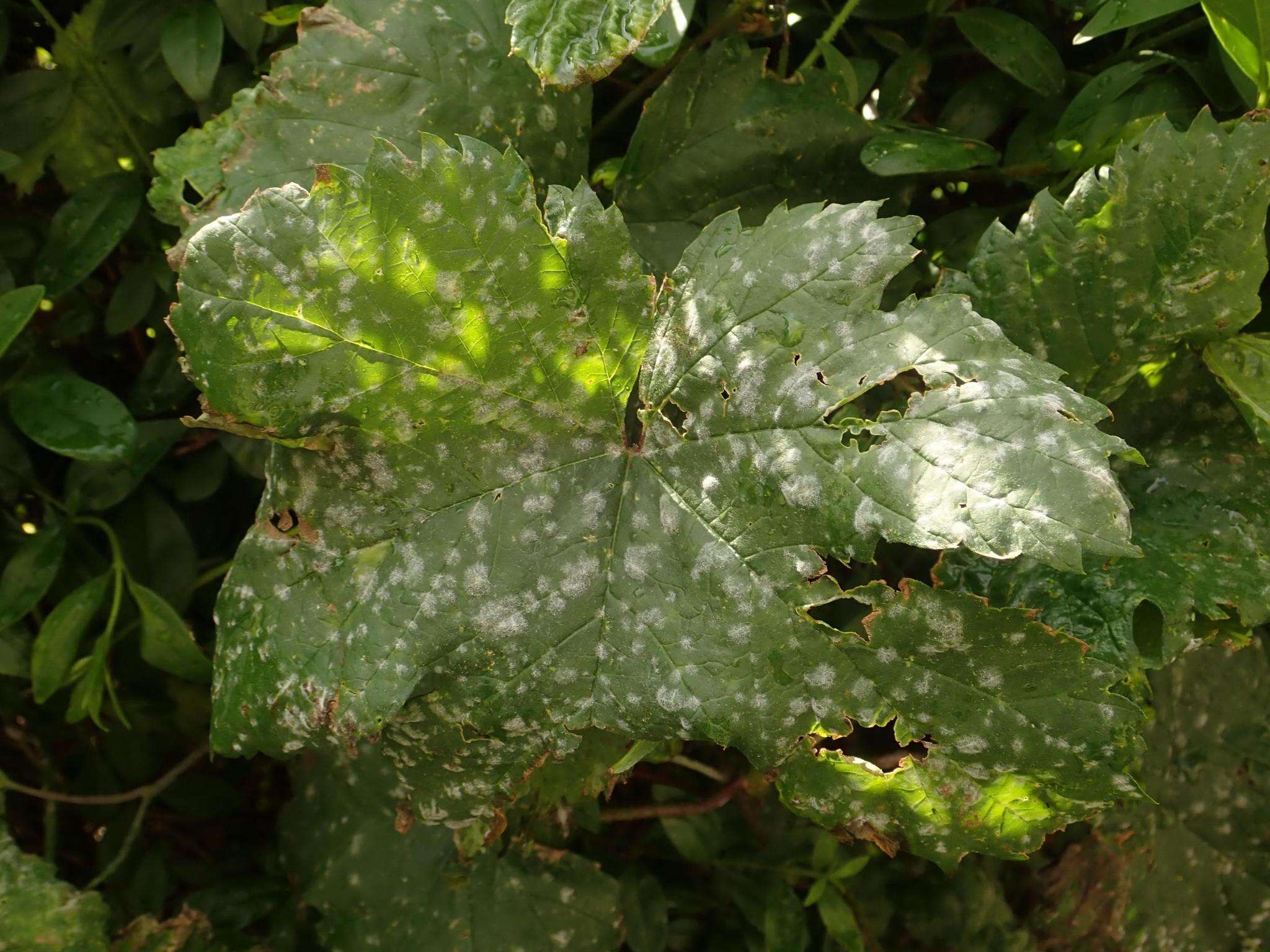 Image of Powdery mildew