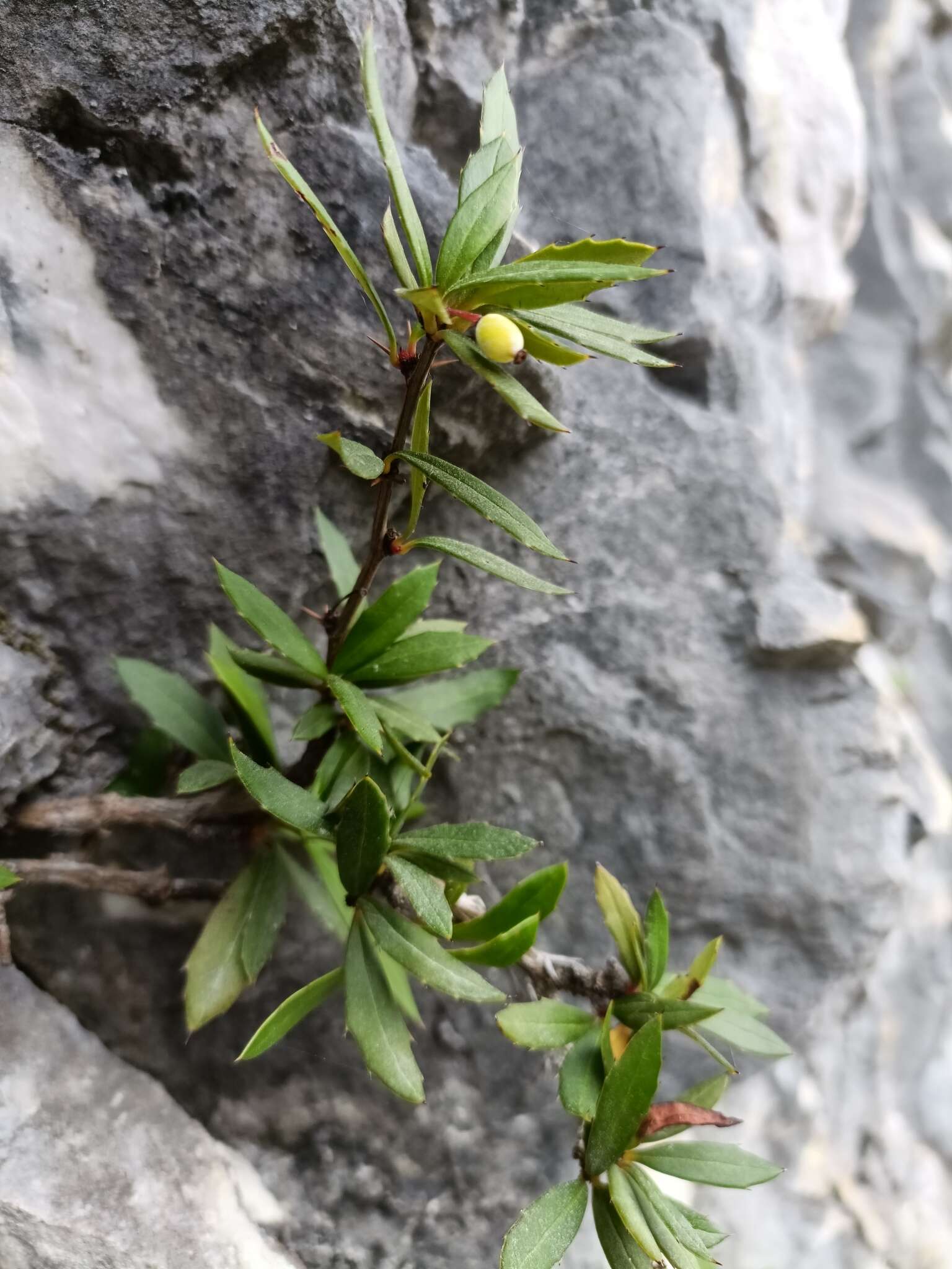 Image of Berberis alpicola C. K. Schneid.