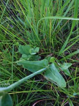 Sabatia macrophylla Hook. resmi