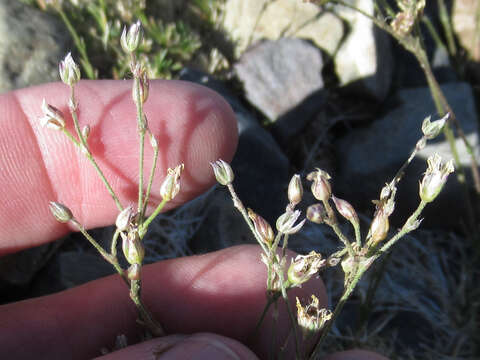 Image of King's rosy sandwort