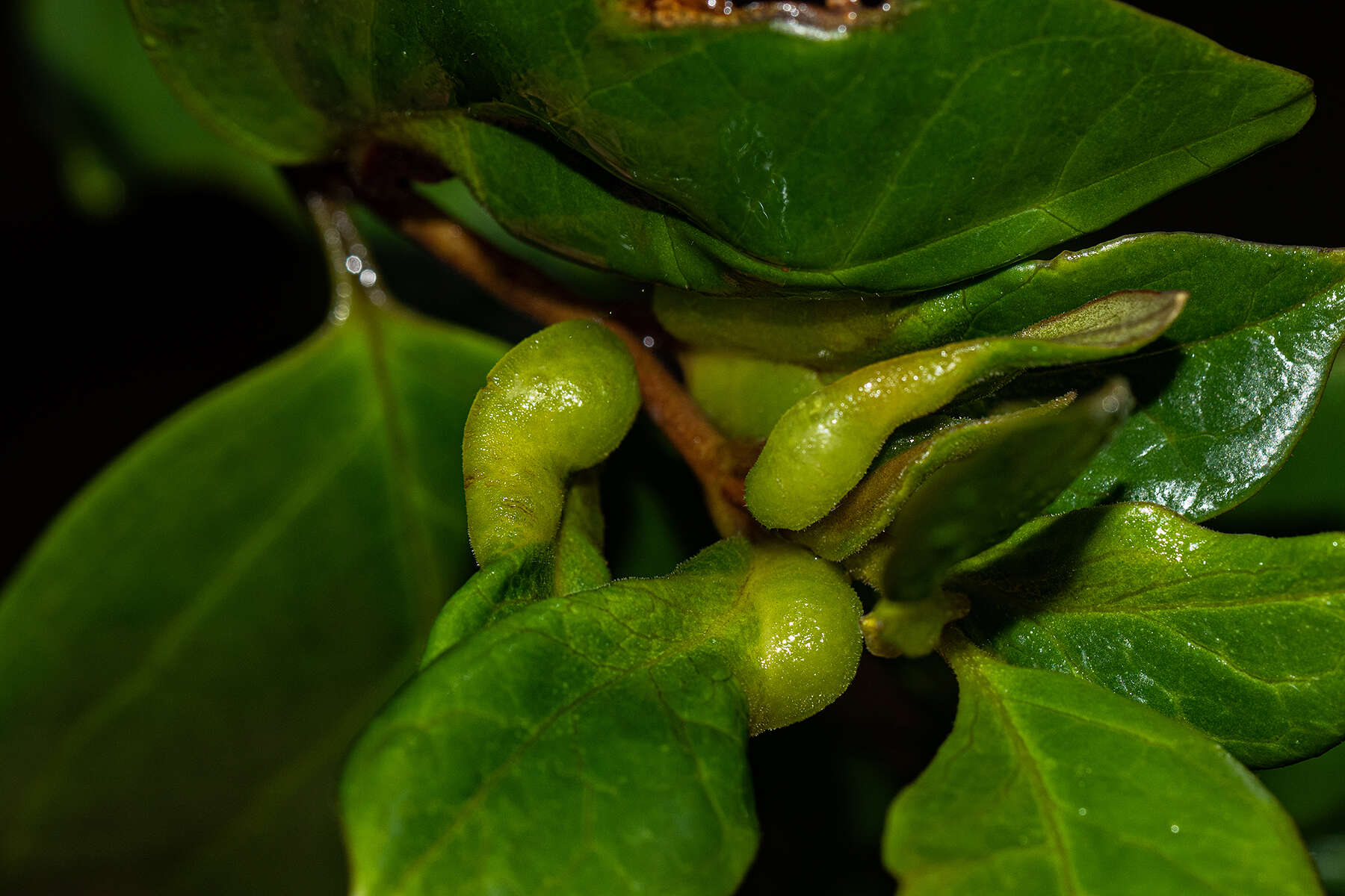 Image of False lemon-thorn