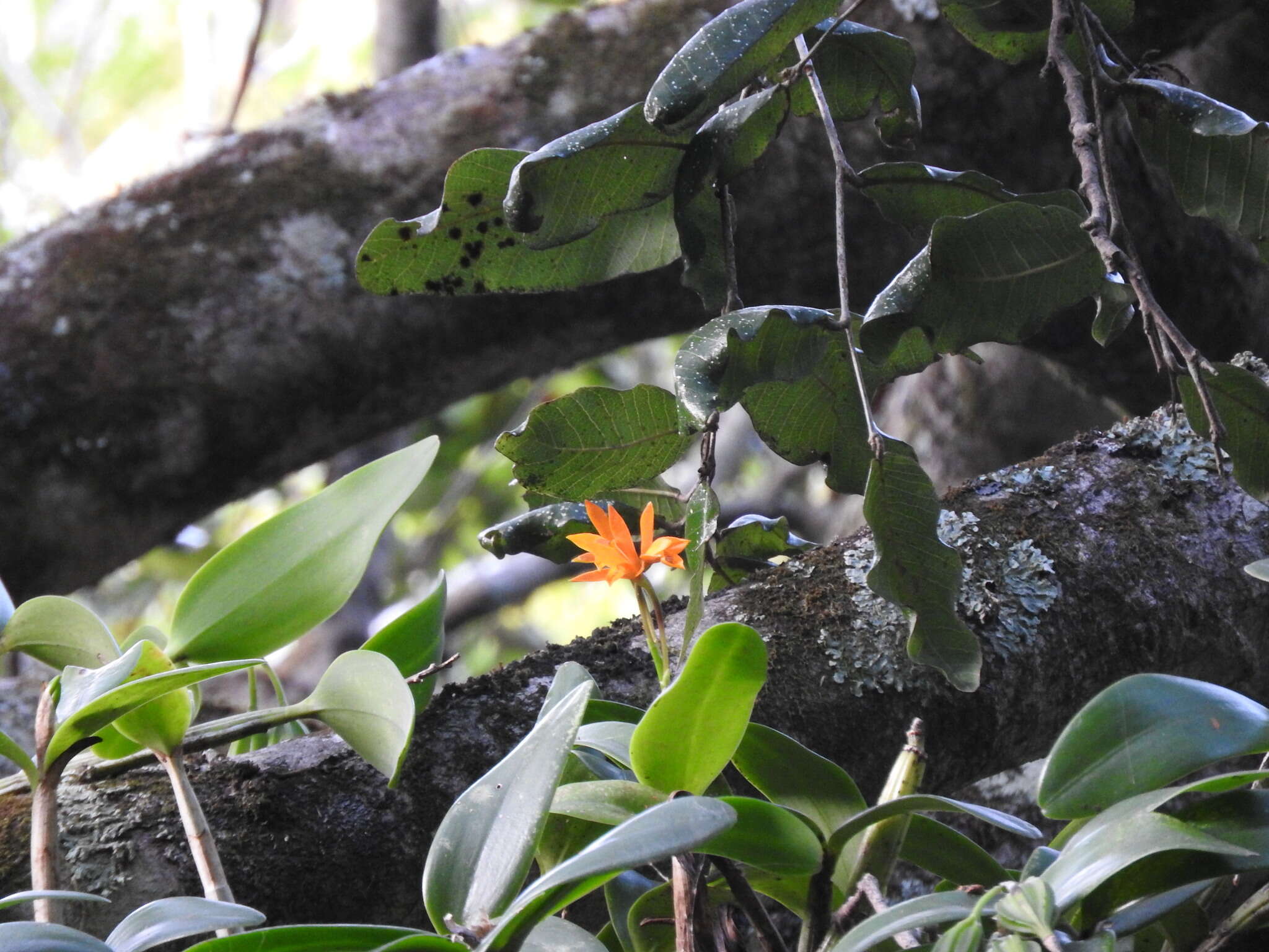 Image of Guarianthe aurantiaca (Bateman ex Lindl.) Dressler & W. E. Higgins