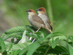 صورة Cisticola nigriloris Shelley 1897