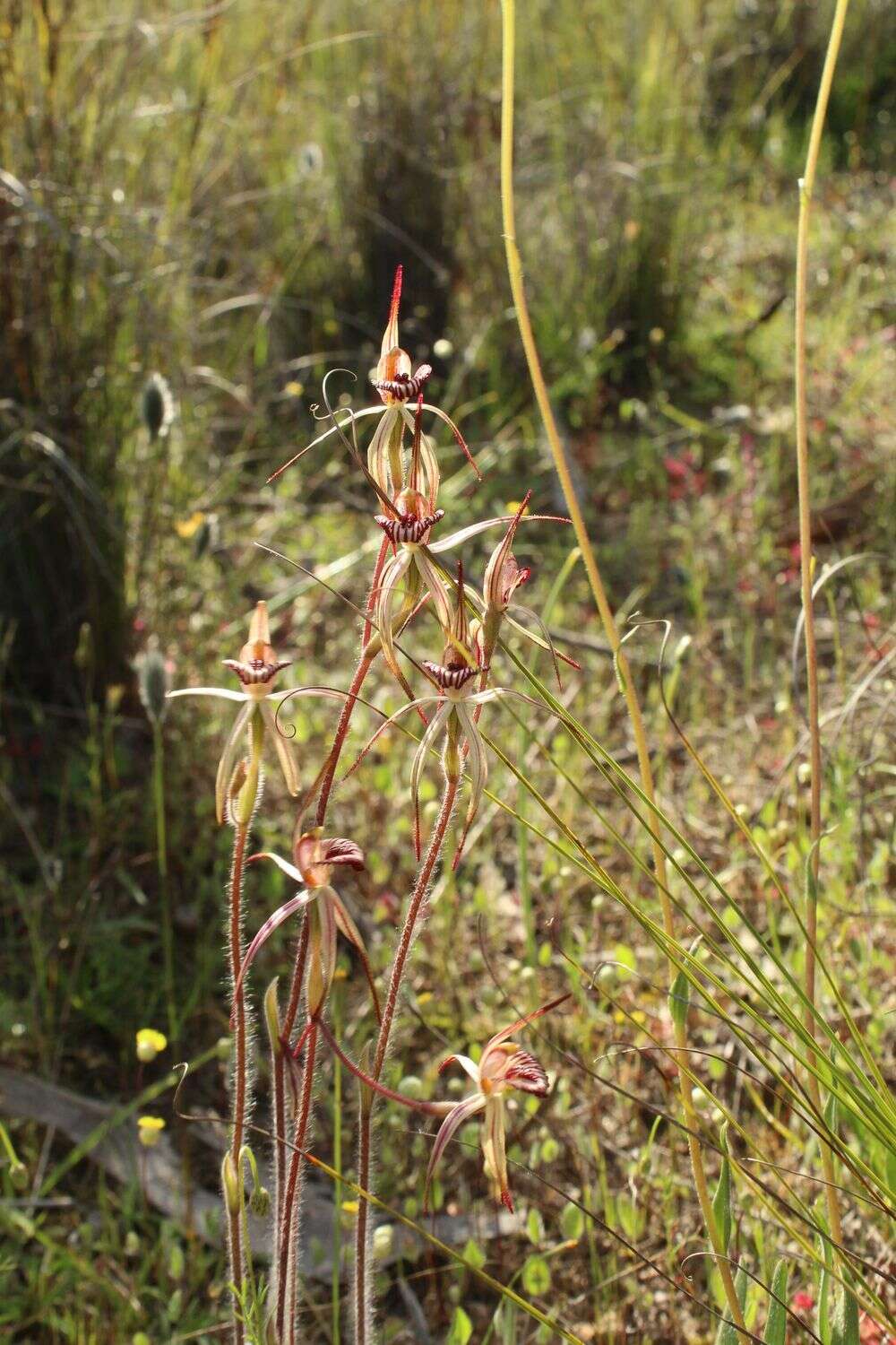 Image of Caladenia ericksoniae Nicholls