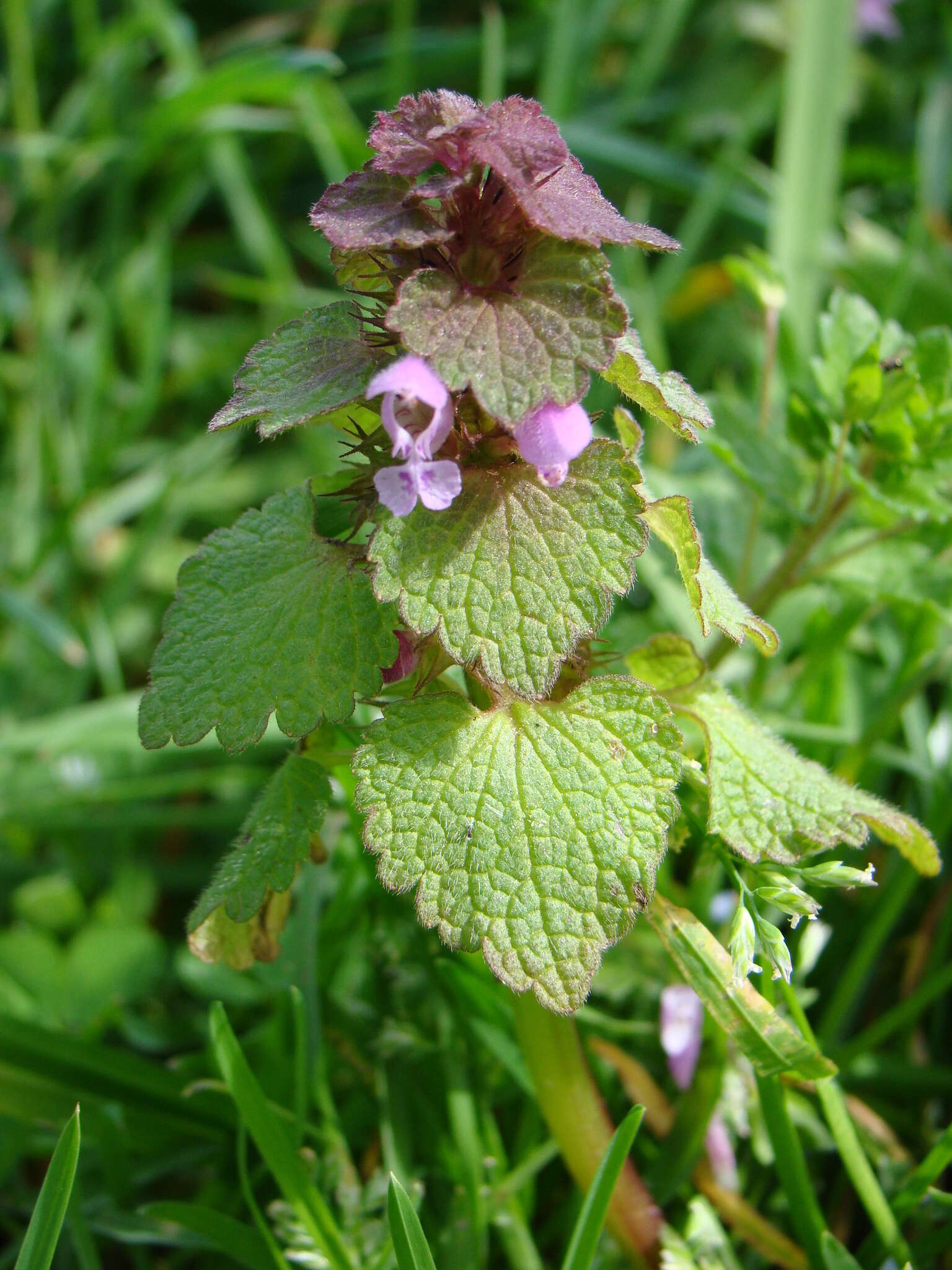 Image of purple archangel